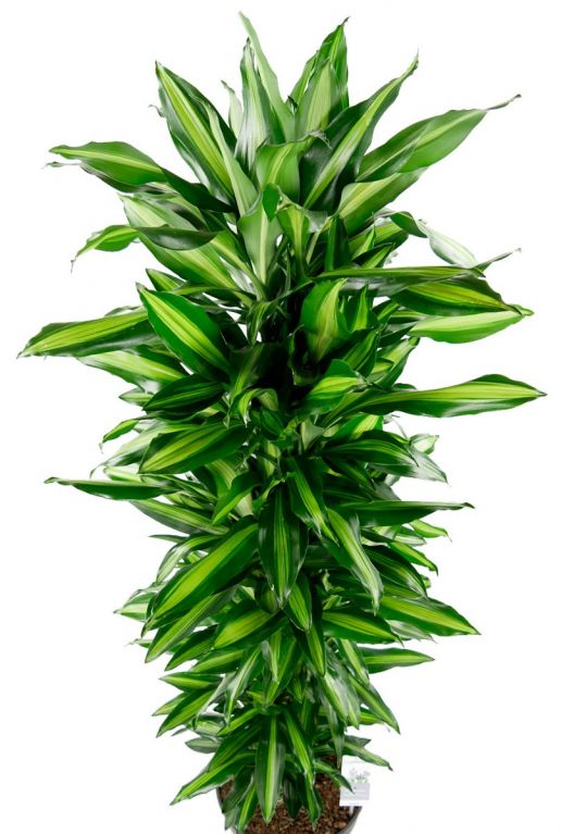 Dracaena cintho grote schaduwplant