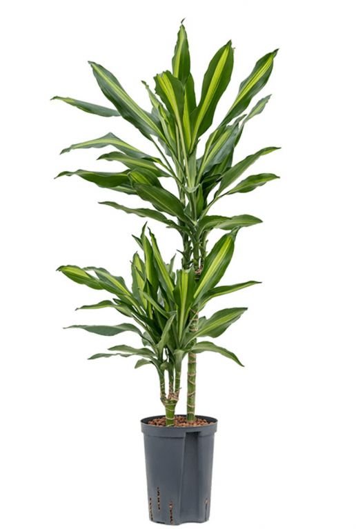 Dracaena cintho kamerplant 1