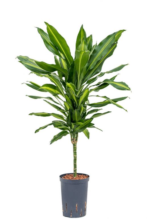 Dracaena cintho plant