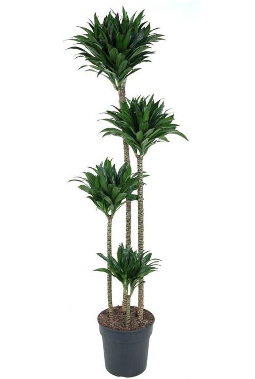 Dracaena compacta 4 stam