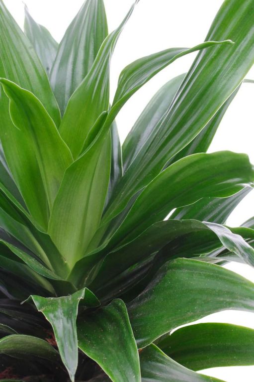 Dracaena compacta blad 4