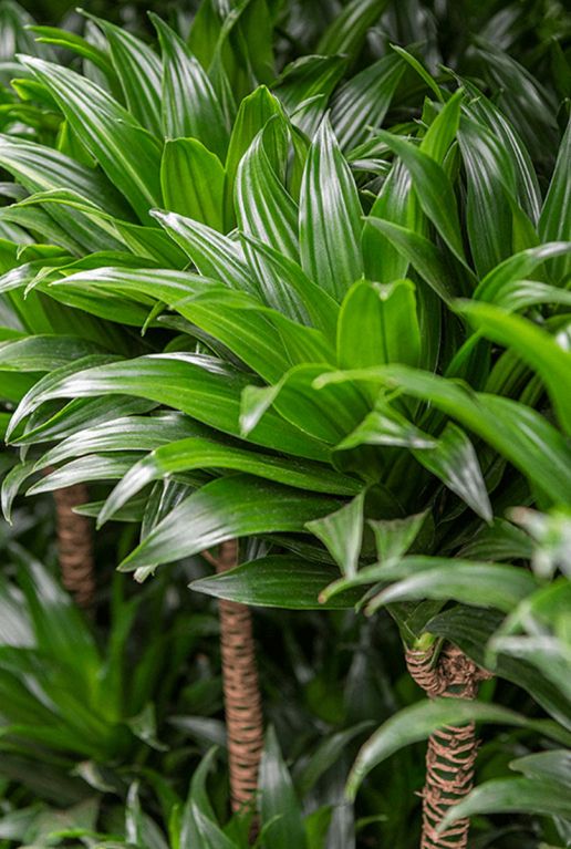 Dracaena compacta blad 8