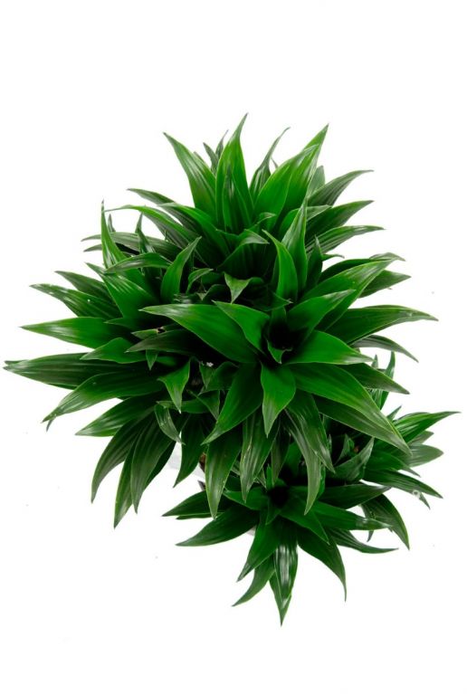 Dracaena compacta drakenbloedboom 1