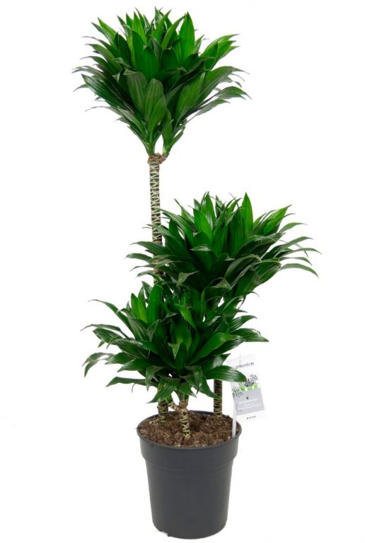 Dracaena compacta kamerplant 6