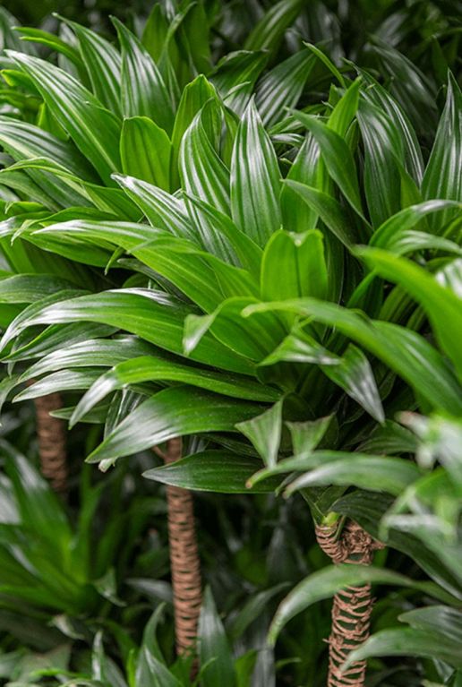 Dracaena compacta planten 1