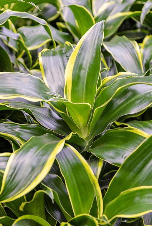 Dracaena dorada plant