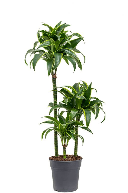 Dracaena dorado kamerplant 4
