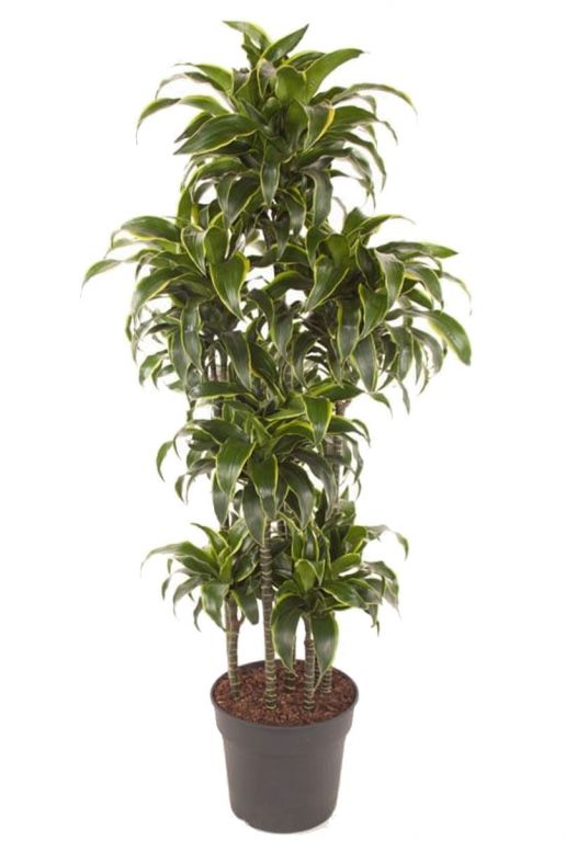 Dracaena dorado plant 2