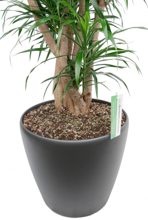 Dracaena Anita