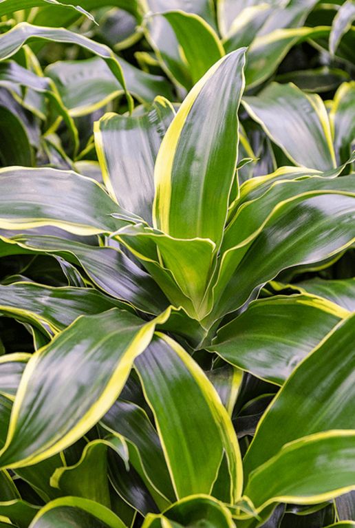 Dracaena fragrans dorado 3