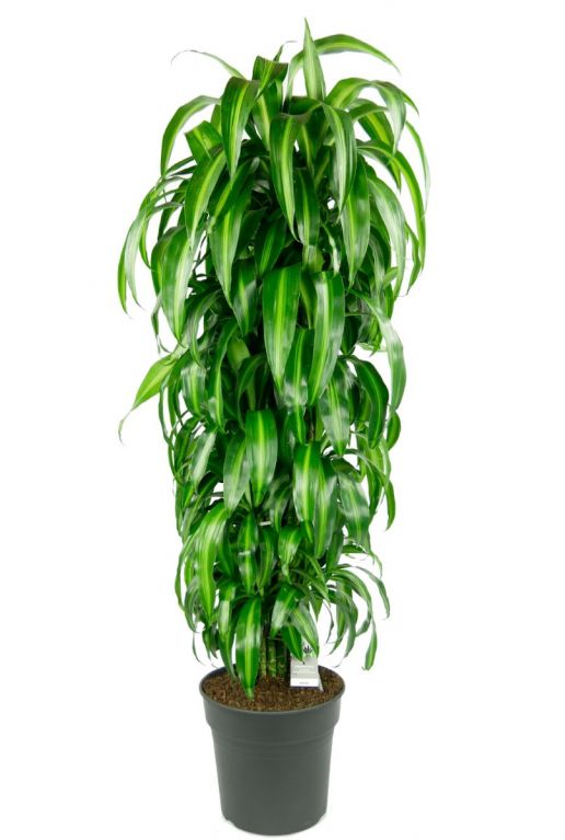 Dracaena fragrans hawaiian sunshine 1