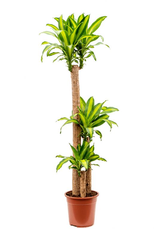 Dracaena fragrans massangeana