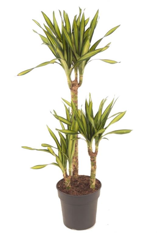Dracaena fragrans riki 1 1