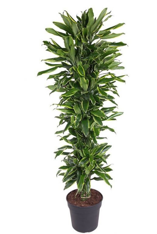 Dracaena gold coast 1 1