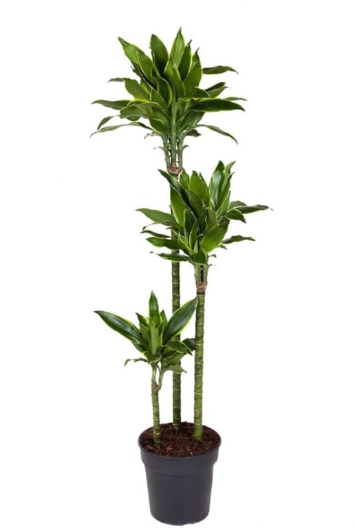 Dracaena golden coast plant 1