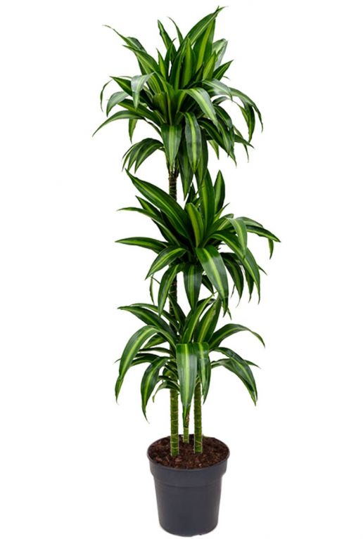 Dracaena hawaiian sunshine kamerplant 1 1