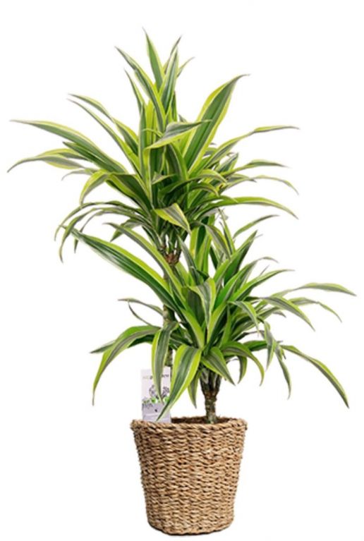 Planten in gevlochten mand