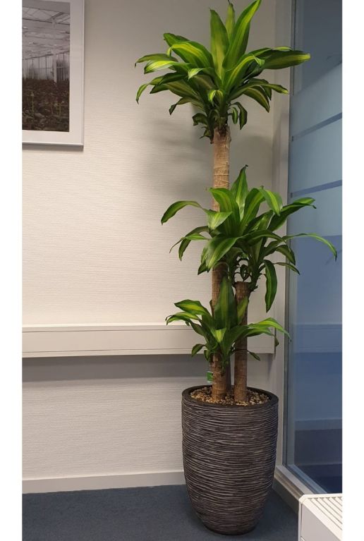 Dracaena in capi plantenbak 1