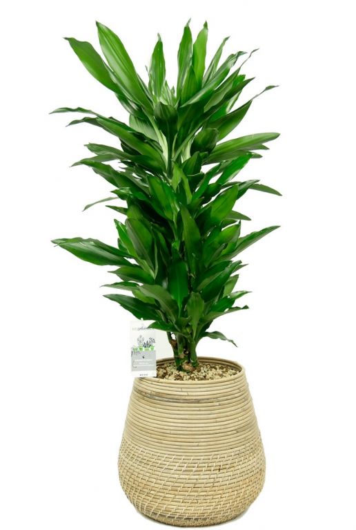 Dracaena in mand