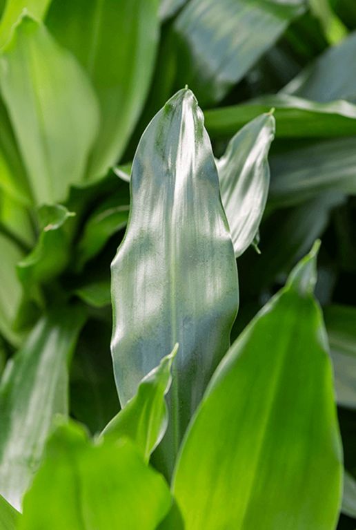 Dracaena janet craig blad
