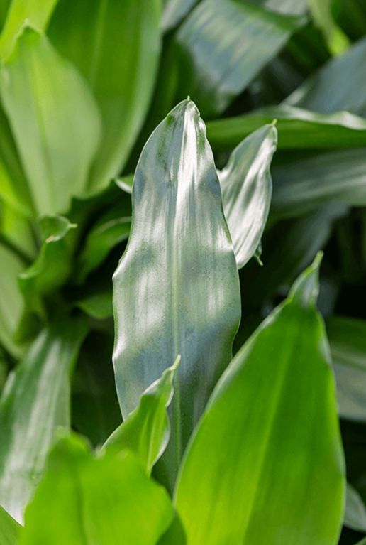 Dracaena janet craig bladeren 1