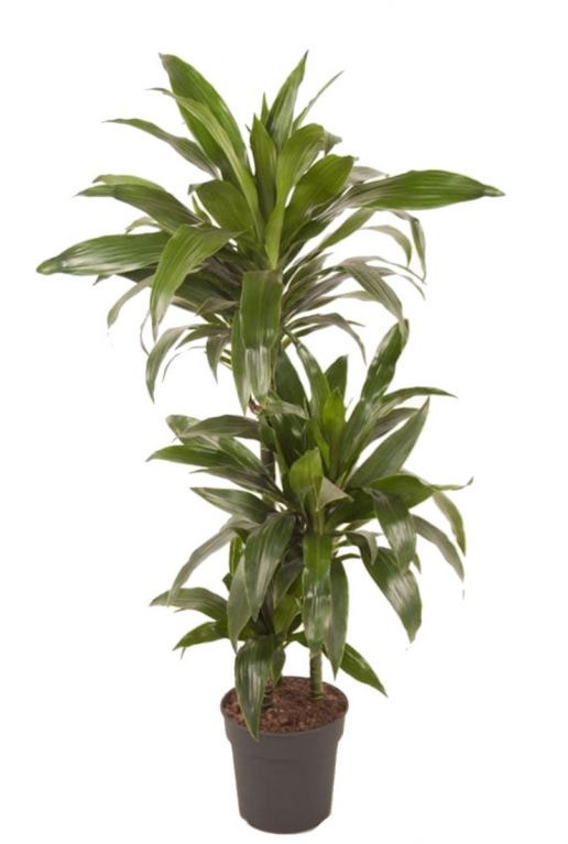 Dracaena janet craig kamerplant 2