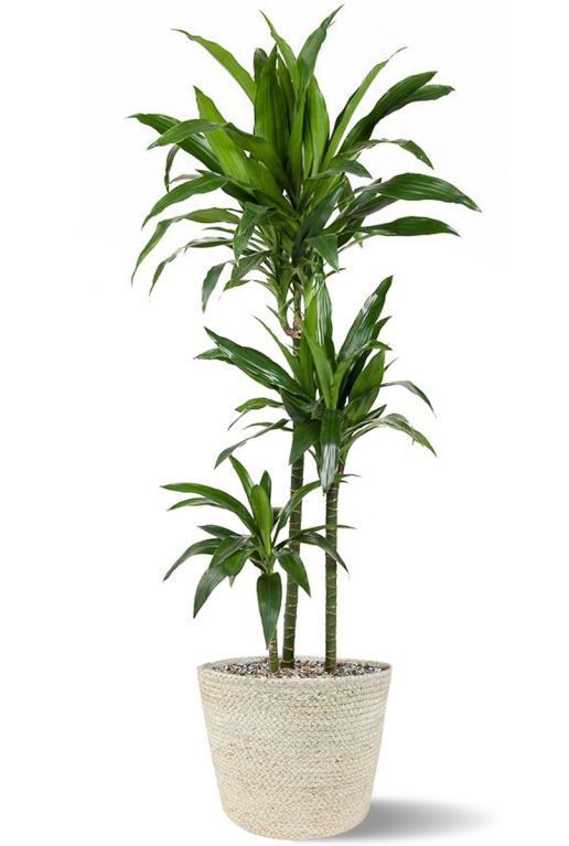 Dracaena janet in mand
