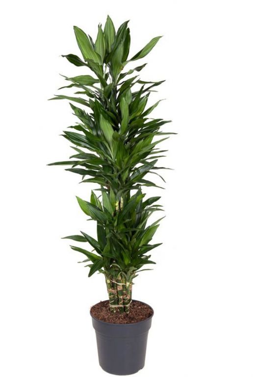 Dracaena janet lind 1
