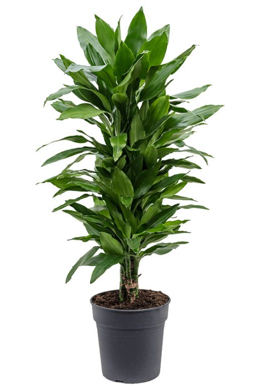 Dracaena janet lind 2 1