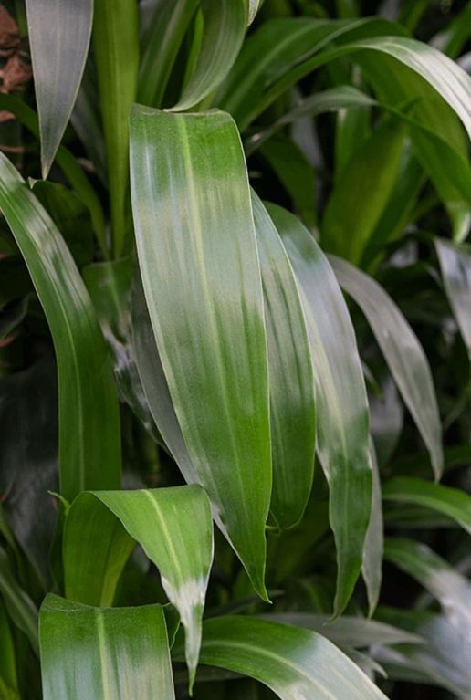 Dracaena janet lind blad 2