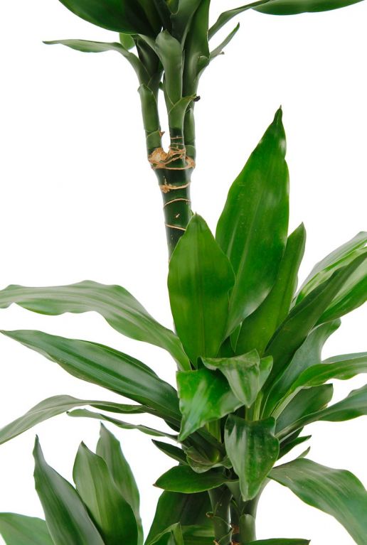 Dracaena janet lind