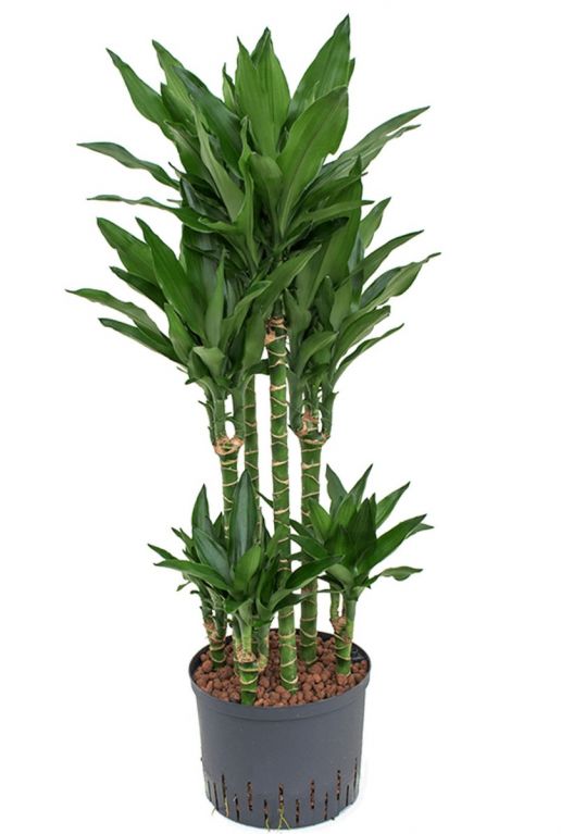 Dracaena janet lind hydrocultuur plant