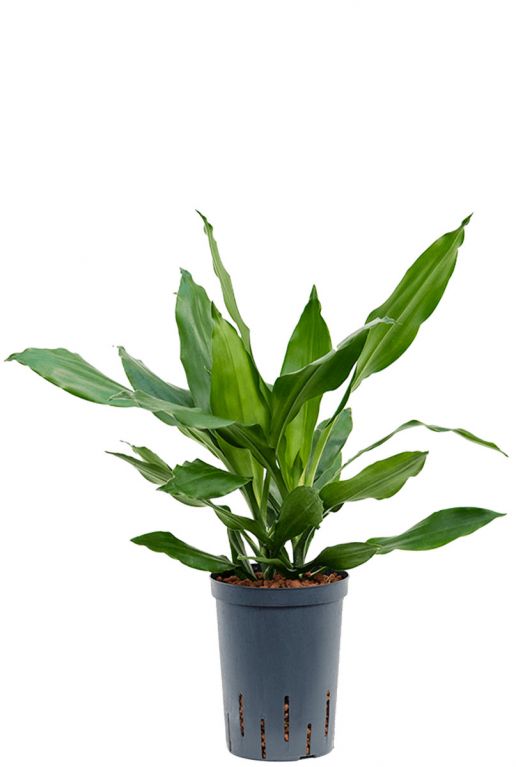 Dracaena janet lind hydroplant