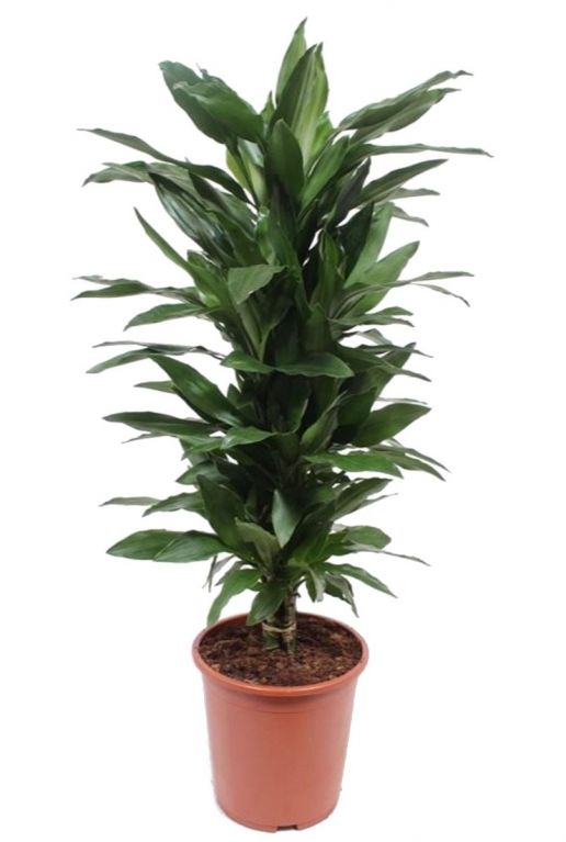 Dracaena janet lind kamerplant 1 4