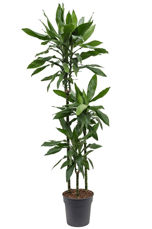 Dracaena janet lind kamerplant 3