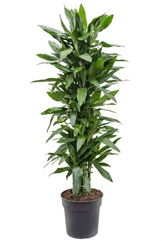 Dracaena janet lind planten