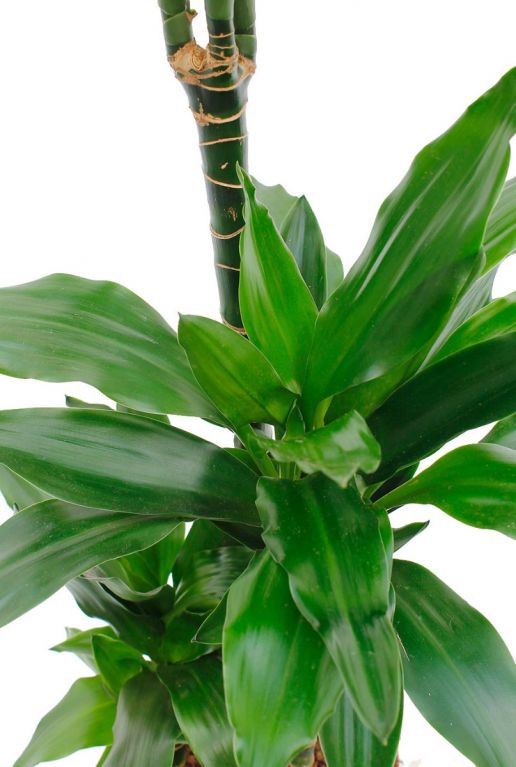 Dracaena janet lind