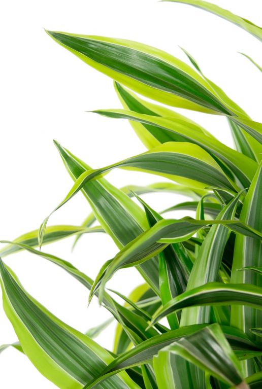Dracaena lemon lime bladeren 1