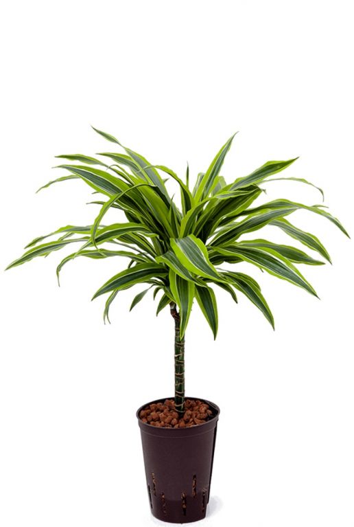 Dracaena lemon lime hydro