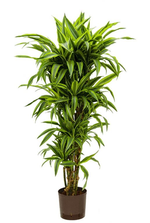 Dracaena lemon lime hydrocultuur 1