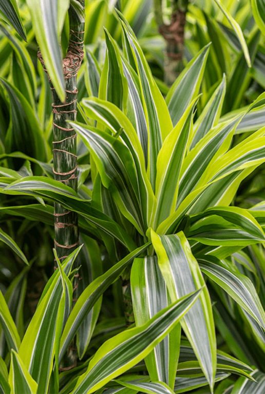 Dracaena lemon lime kamerplant 2