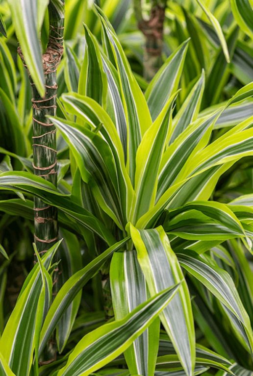 Dracaena lemon lime kamerplant 4