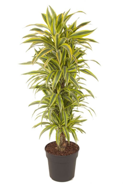 Dracaena lemon lime plant 1