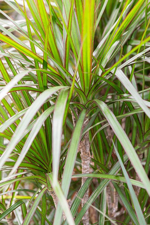 Dracaena marginata 1