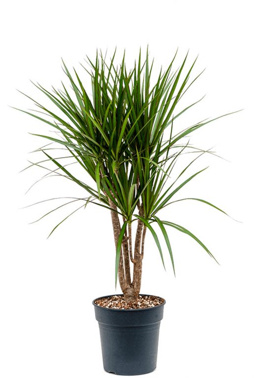 Dracaena marginata 4