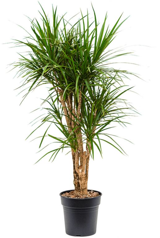 Dracaena marginata 6