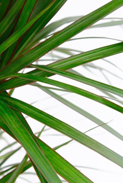 Dracaena marginata blad 4