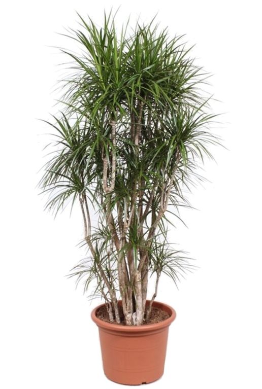 Dracaena marginata plant