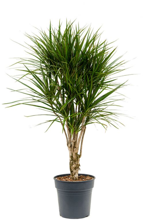 Dracaena marginata plant 1