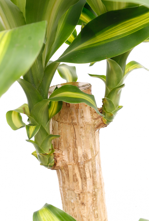 Dracaena massangeana - drakenbloedboom - kamerplant 3 1